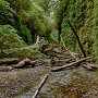 Fern Canyon - Prairie Creek Redwoods State Park