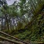Fern Canyon - Prairie Creek Redwoods State Park
