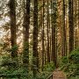 Fern Canyon Footbridge