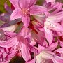 Amaryllis belladonna, AKA Naked Ladies
