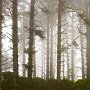 Trees in Fog - Patricks Point