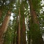 Frank D. Stout Memorial Grove - Jedediah Smith Redwoods State Park